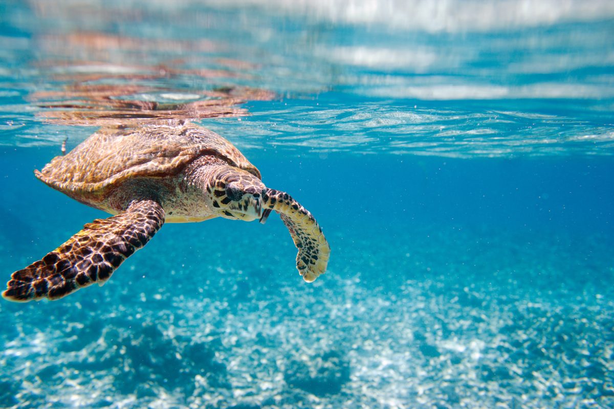 Where to see turtles in the UAE | Time Out Dubai