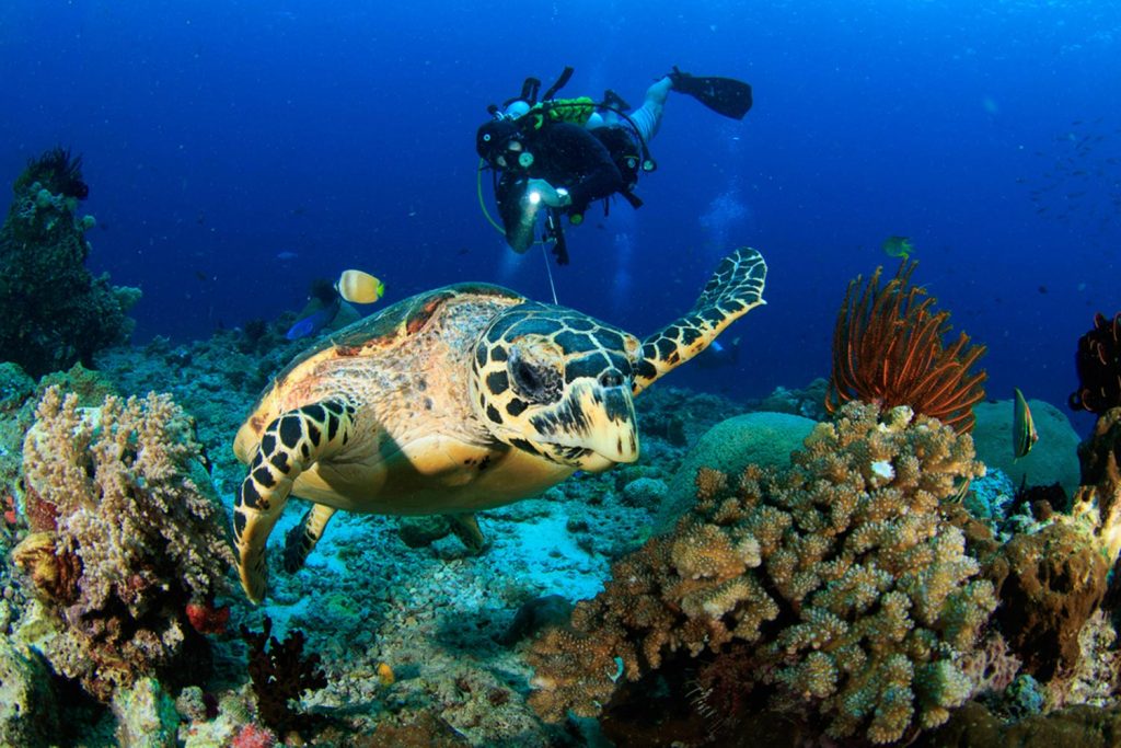 Why you need to go scuba diving in Fujairah | Time Out Dubai