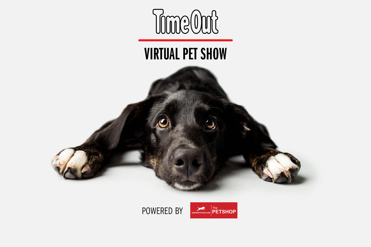 Enter the Time Out UAE Virtual Pet Show | Time Out Dubai