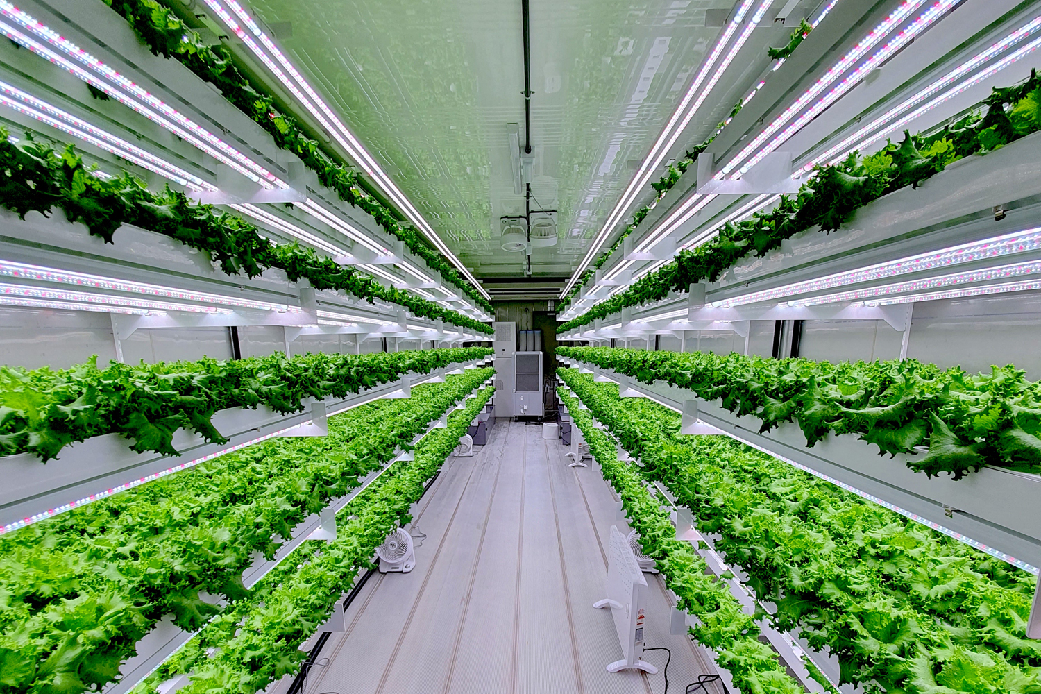 UAE to launch hydroponic vertical farming in 2020 | Time Out Dubai