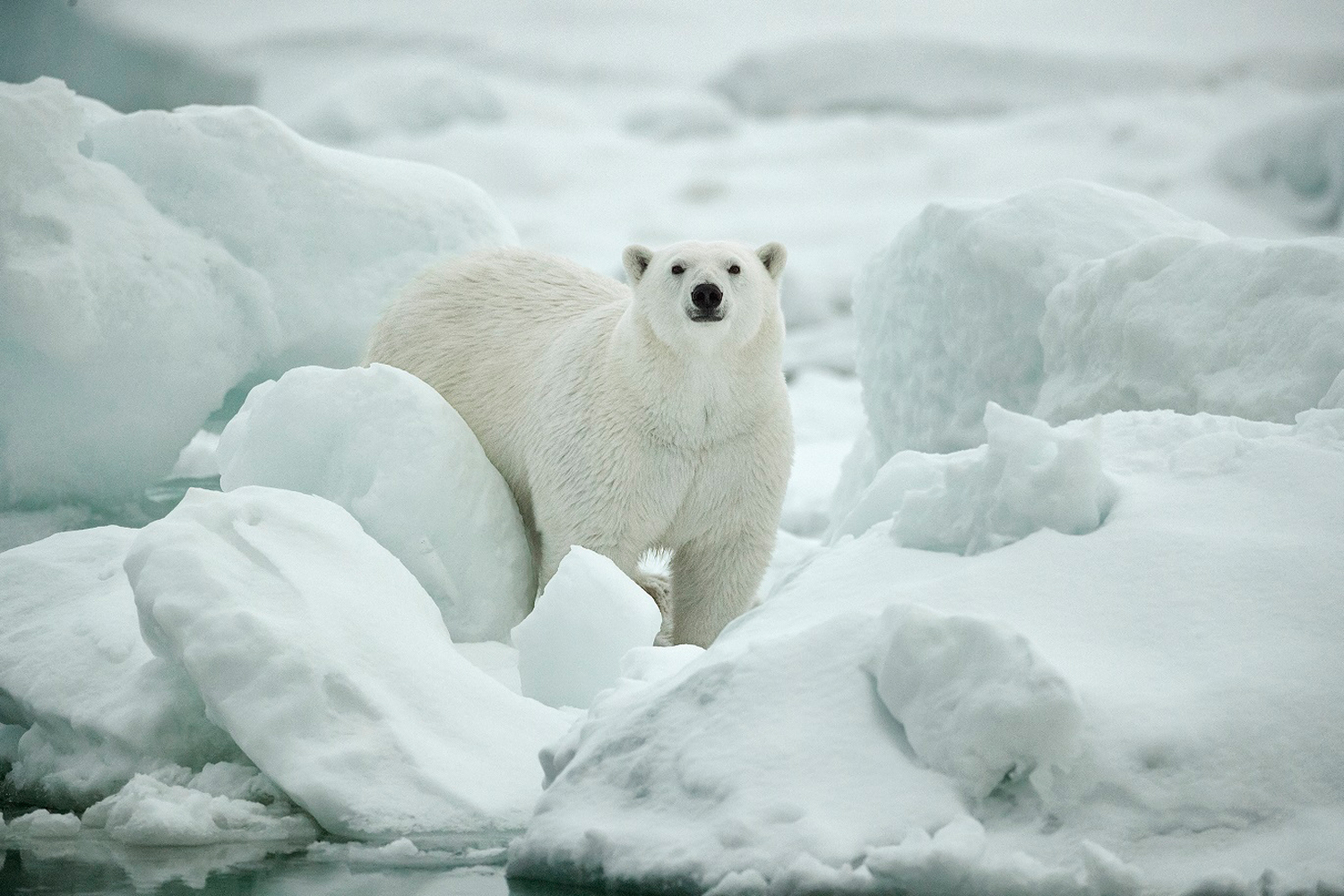 Check out this cool new photography exhibition at Times Square Center ...