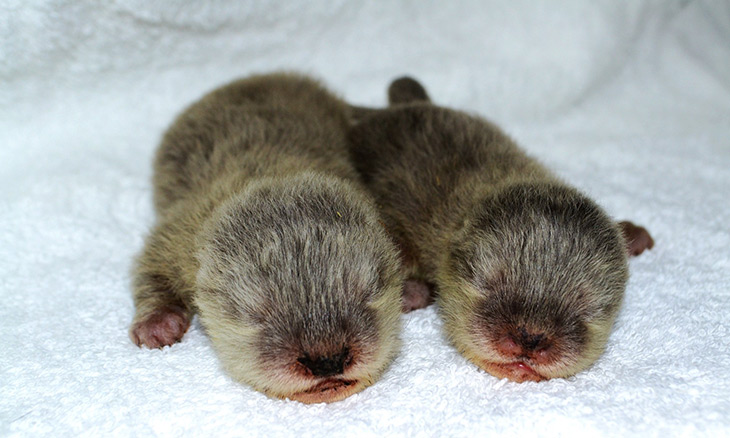 Dubai Aquarium Wants You To Name Its Two New Baby Otters 