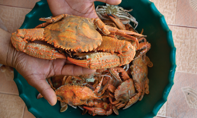 Crabs hunting shop