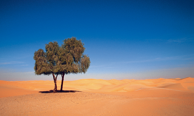 save-uae-s-national-tree-time-out-dubai