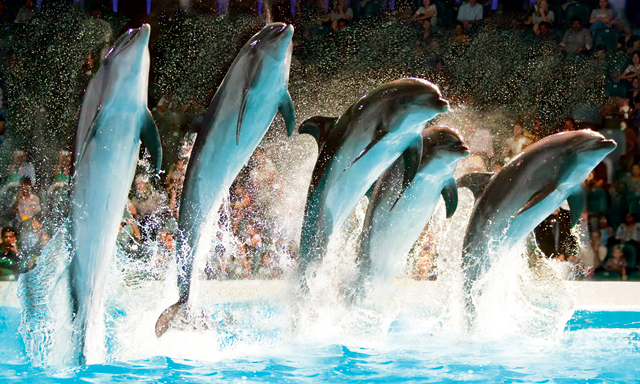 Legend of the Mermaid at Dubai Dolphinarium | Time Out Dubai