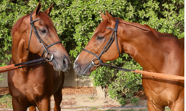 Dubai World Cup winners retire | Time Out Dubai