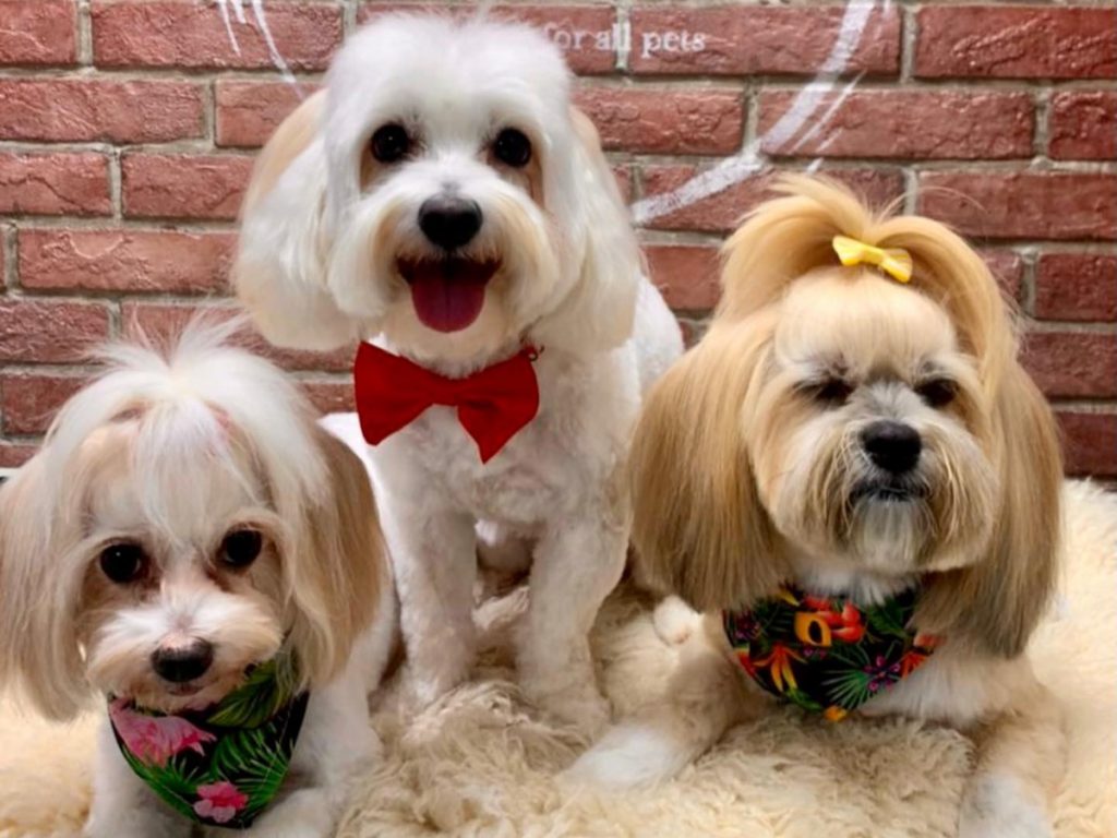 Pet parlor sales near me