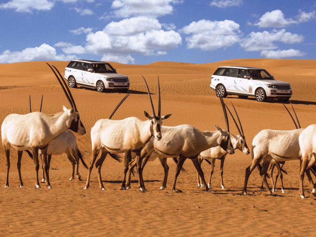 The best desert safaris In The UAE | Time Out Dubai