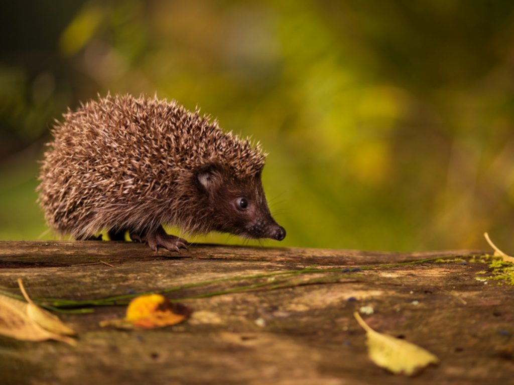 Award-winning wildlife photos 