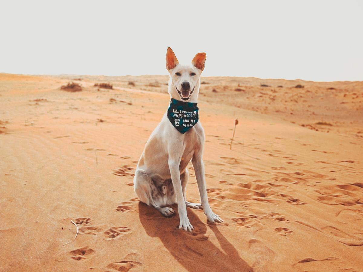 how can i take my dog to dubai