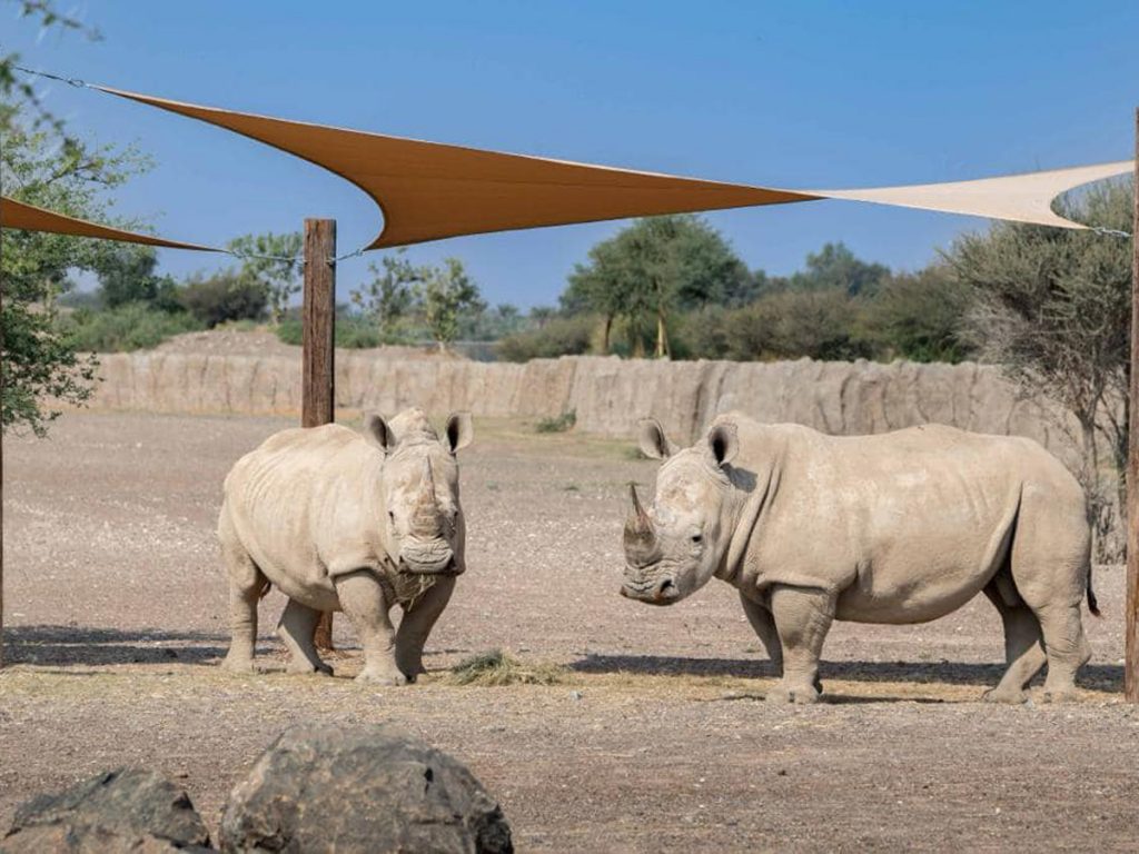 Animals in the UAE: Rhinos as Sharjah Safari Park 