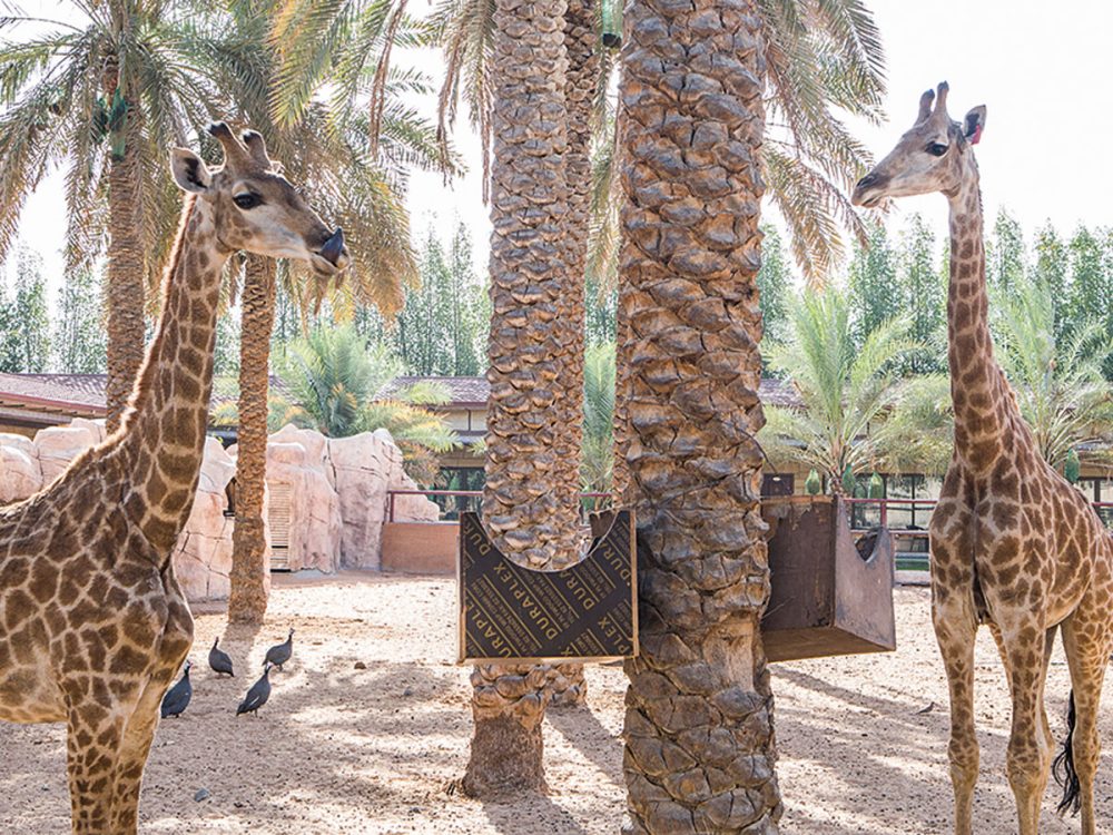 Where to see animals in the UAE