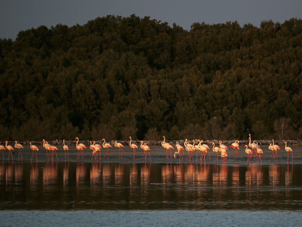 Animals in the UAE: flamingos at Ras Al Khor Wildlife Sanctuary  