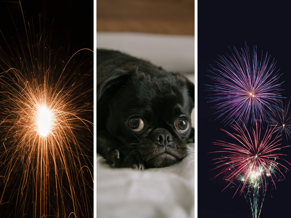 7 Tips for Keeping Dogs Safe During Fireworks