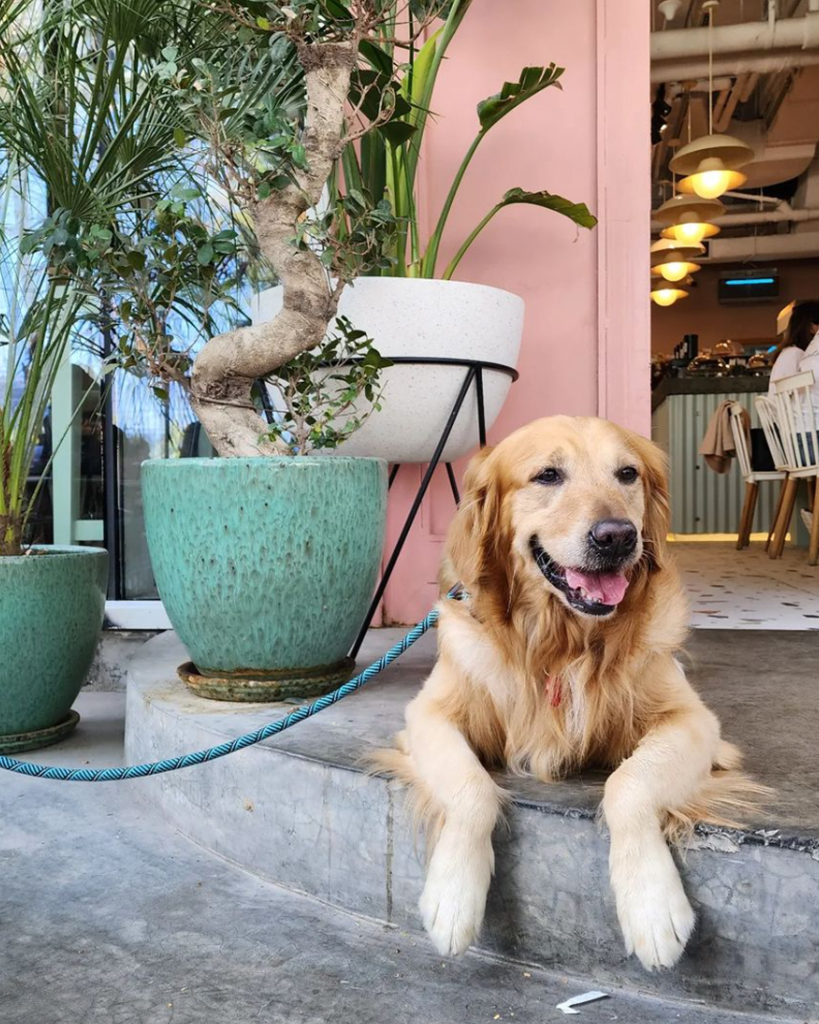 Coffee shops near hot sale me dog friendly