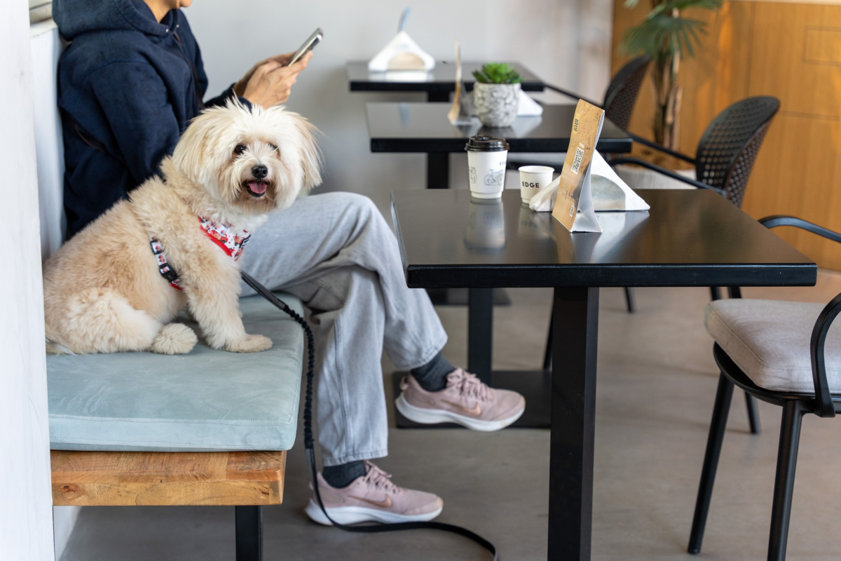 Dog-friendly cafés and pubs in Dubai: 35 you have to try