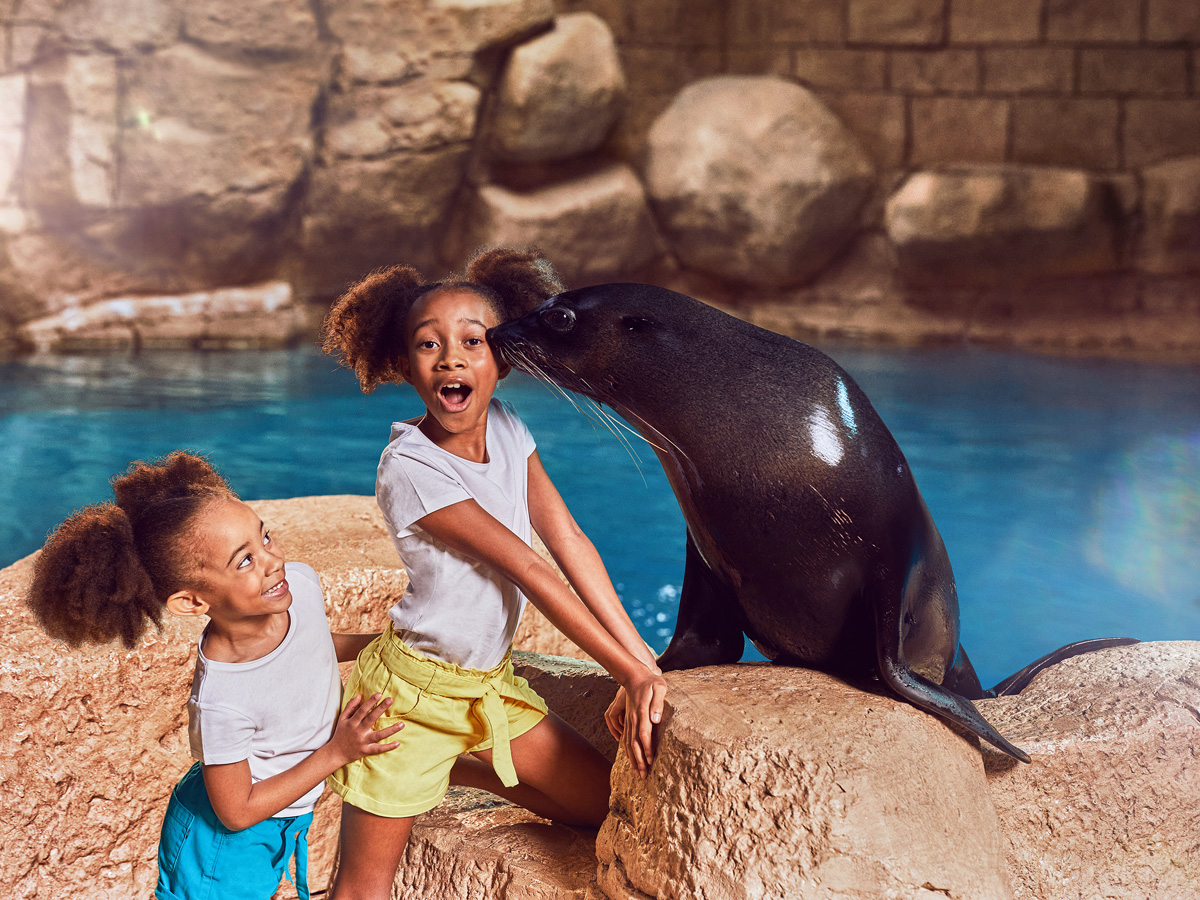 Tick off swimming with dolphins off your bucket list at Atlantis ...