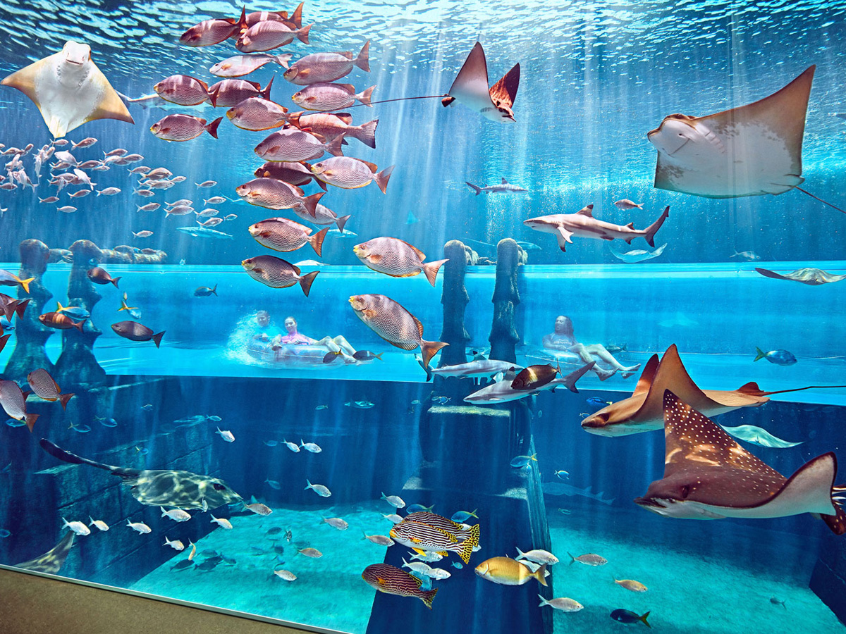 Tick off swimming with dolphins off your bucket list at Atlantis ...