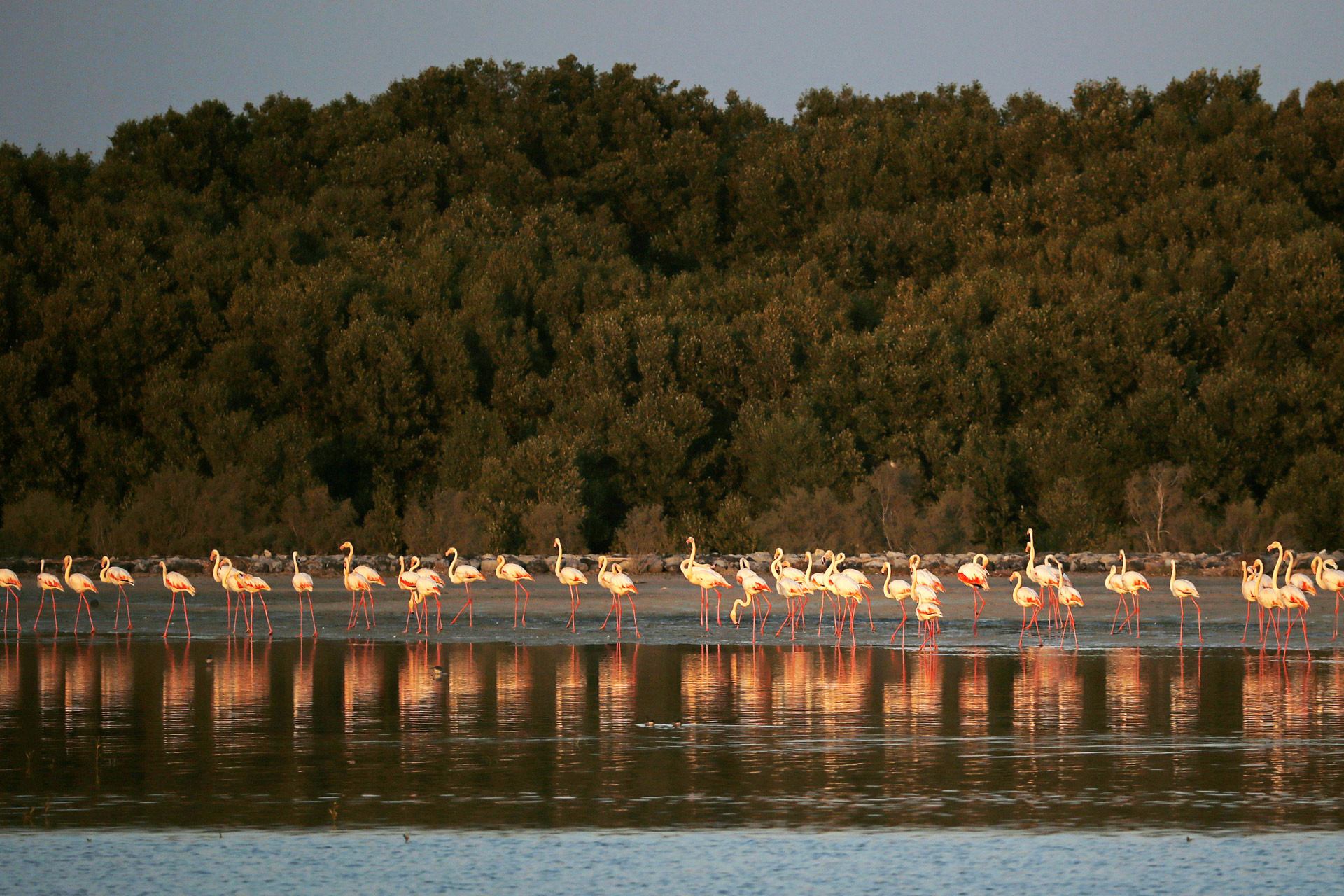 Ras al khor wildlife sanctuary как добраться