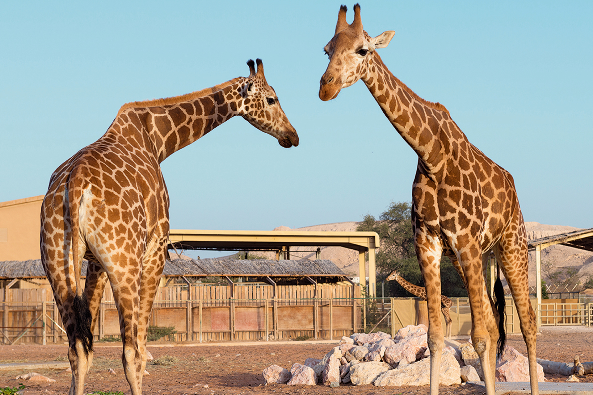 al ain zoo safari park