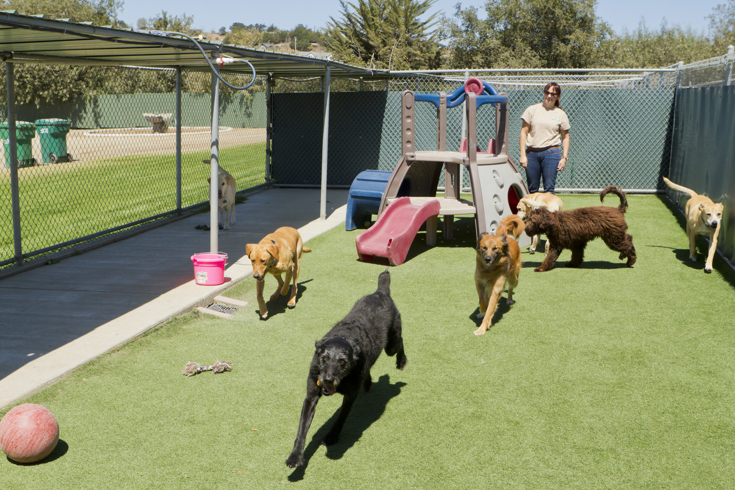 10 Doggy Daycares In Dubai Kids Activities Time Out Dubai