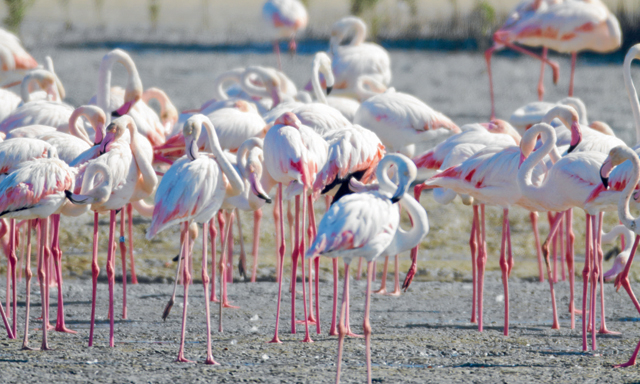 Flamingos In Dubai Things To Do Time Out Dubai